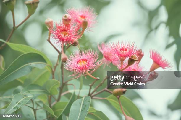 close up of vibrant pink  eucalyptus gum blossom against a green background - flowers australian stock pictures, royalty-free photos & images