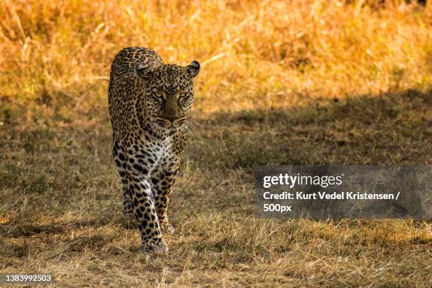 female leopard walking on a field at sunset,mararianda,kenya - african leopard stock pictures, royalty-free photos & images