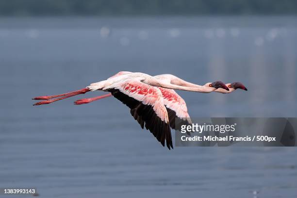 side view of flamingos flying over lake,mumbai,maharashtra,india - flamingos stock pictures, royalty-free photos & images