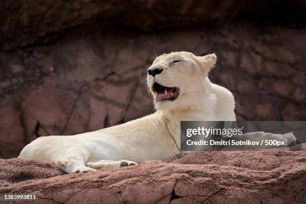 close-up of lioness resting on rock - leão branco - fotografias e filmes do acervo