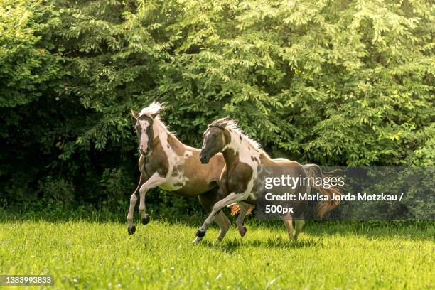 two painted horses running in field - running horses stockfoto's en -beelden