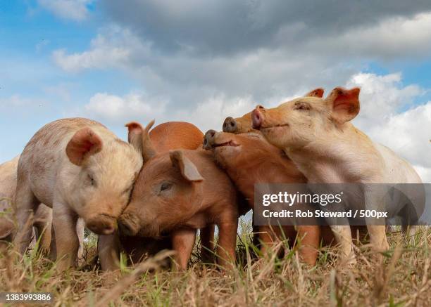 piglets on the grassland,briston,melton constable,united kingdom,uk - piggy stockfoto's en -beelden