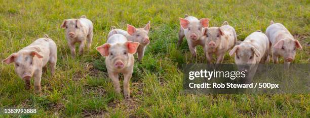 piglets in green field looking at camera,briston,melton constable,united kingdom,uk - piglet bildbanksfoton och bilder