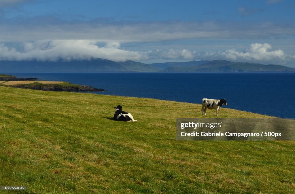 Irish Landscape with cows gazing on green field against blue sky,Kerry,Ireland