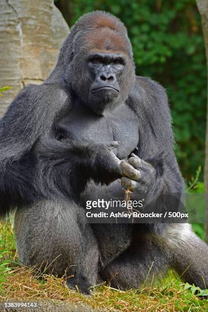 close-up of monkey sitting on rock - gorilla stock pictures, royalty-free photos & images