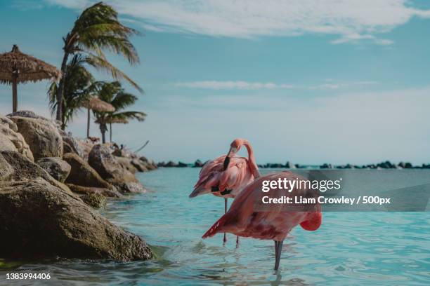 two pink flamingos standing in clear blue water,renaissance island,aruba - aruba wildlife stock pictures, royalty-free photos & images