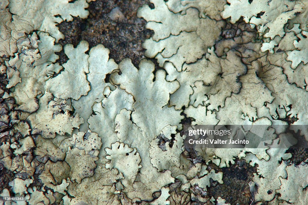 Lichen on tree