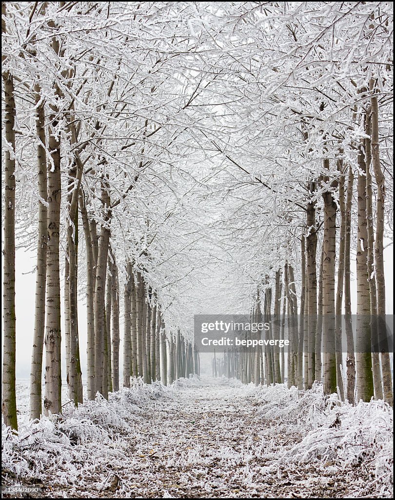 Frozen trees