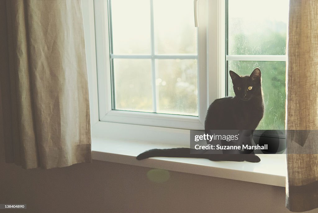 Black cat sitting in windowsill