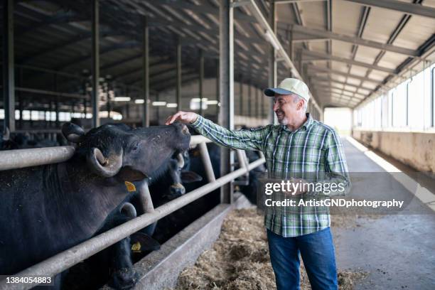 farmer taking care of buffaloes in barn. - criador de animais imagens e fotografias de stock