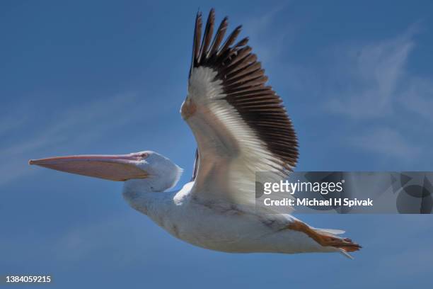 white pelican - pelikan stock-fotos und bilder