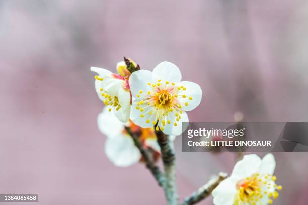 pale pink plum blossom - prunus mume stock pictures, royalty-free photos & images