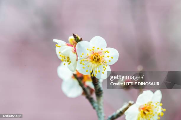 pale pink plum blossom - plommonträdsblommor bildbanksfoton och bilder