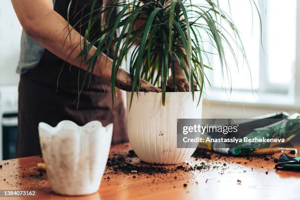 man presses fresh earth in white pot with dracaena - dracaena houseplant stock pictures, royalty-free photos & images