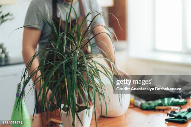 dracaena in white pot in front of man in brown apron - dracena plant - fotografias e filmes do acervo