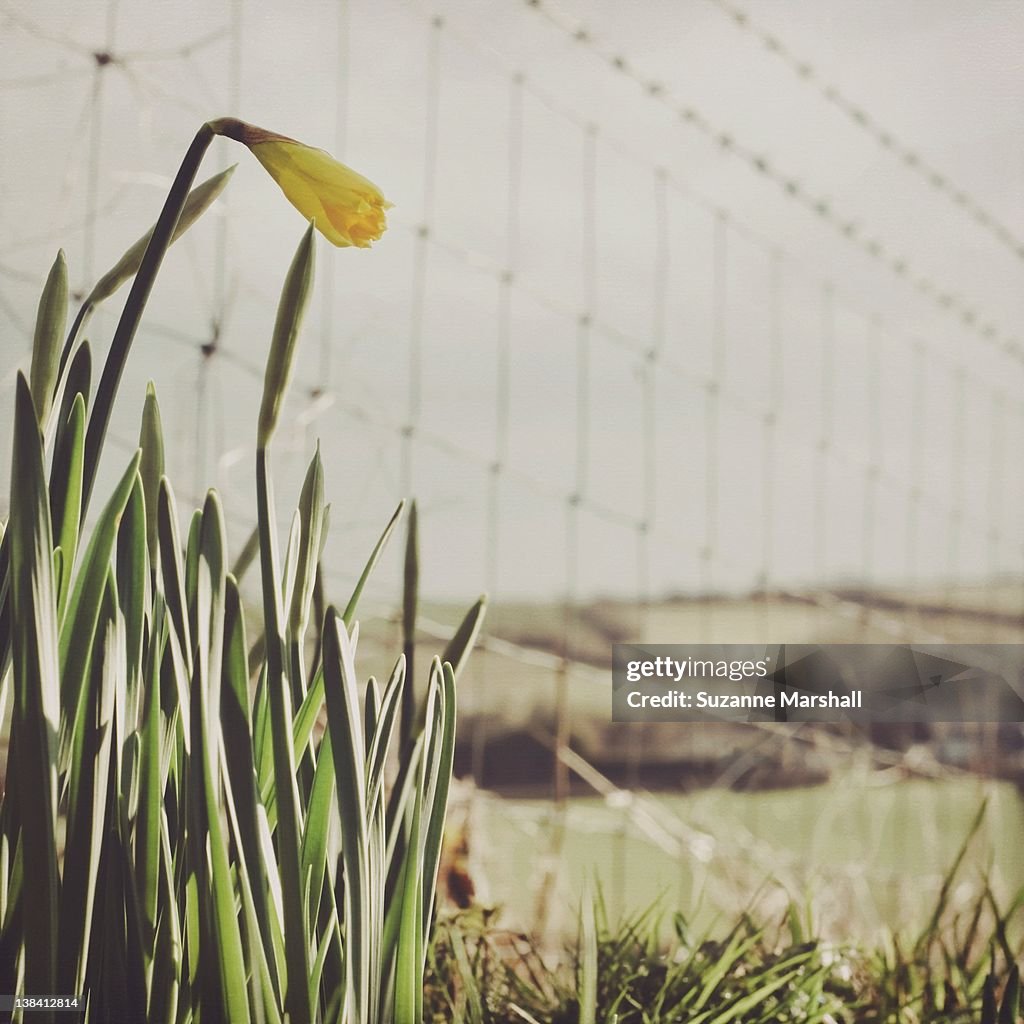 Daffodil and fence