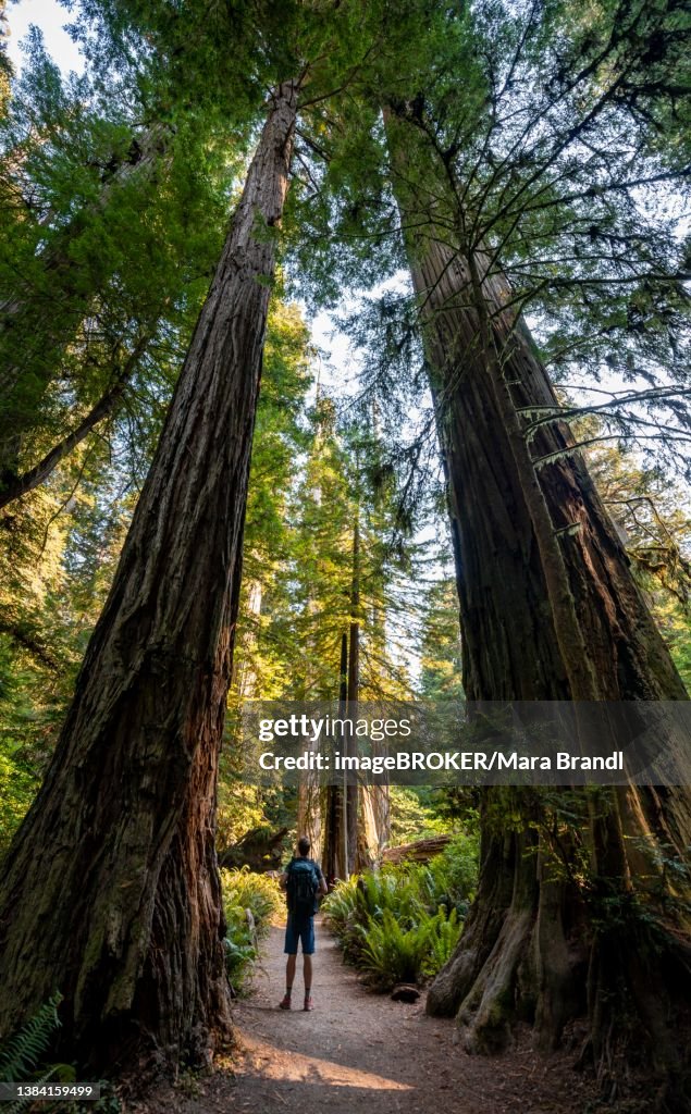 Young man on a hiking trail through forest with coast redwoods (Sequoia sempervirens) and ferns, dense vegetation, Jedediah Smith Redwoods State Park, Simpson-Reed Trail, California, USA