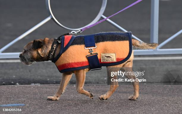 Dogs arrive on the second day of Crufts 2022 at National Exhibition Centre on March 11, 2022 in Birmingham, England. Crufts returns this year after...