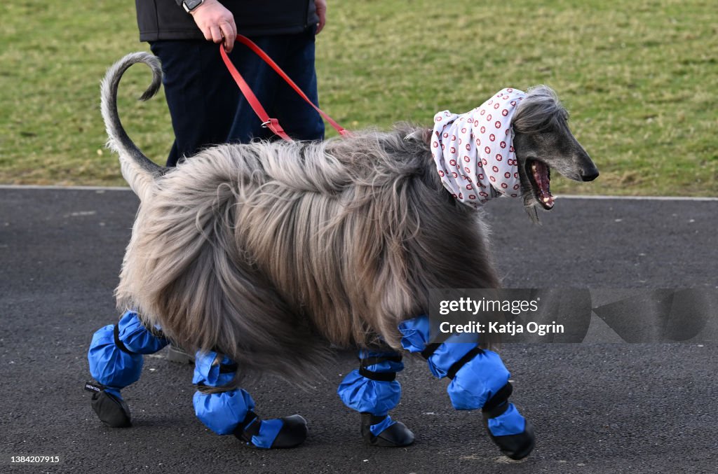 Crufts 2022 - Day Two