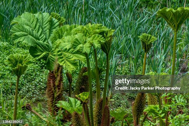 vibrant green leaves of gunnera manicata (giant rhubarb) - gunnera plant fotografías e imágenes de stock