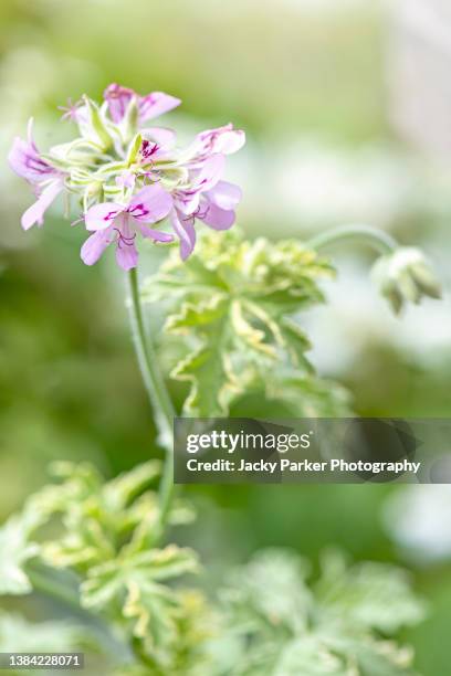 beautiful scented geranium flowerpelargonium 'lady plymouth' - geranium stockfoto's en -beelden