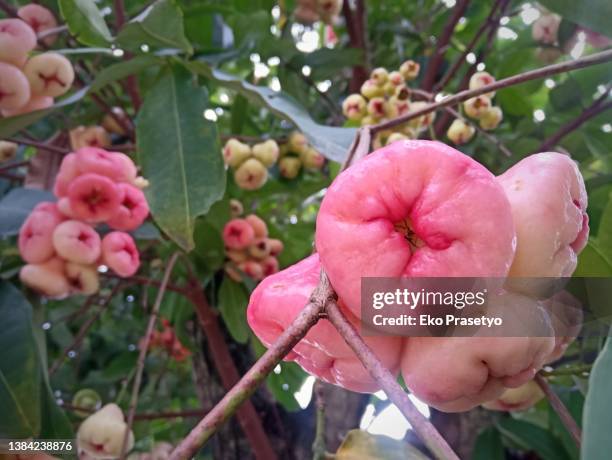 ripe guava on the tree - water apples stock pictures, royalty-free photos & images