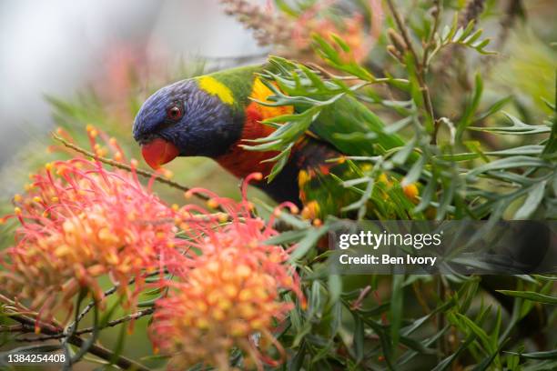 rainbow lorikeet feeding on grevillea - newcastle new south wales stock pictures, royalty-free photos & images