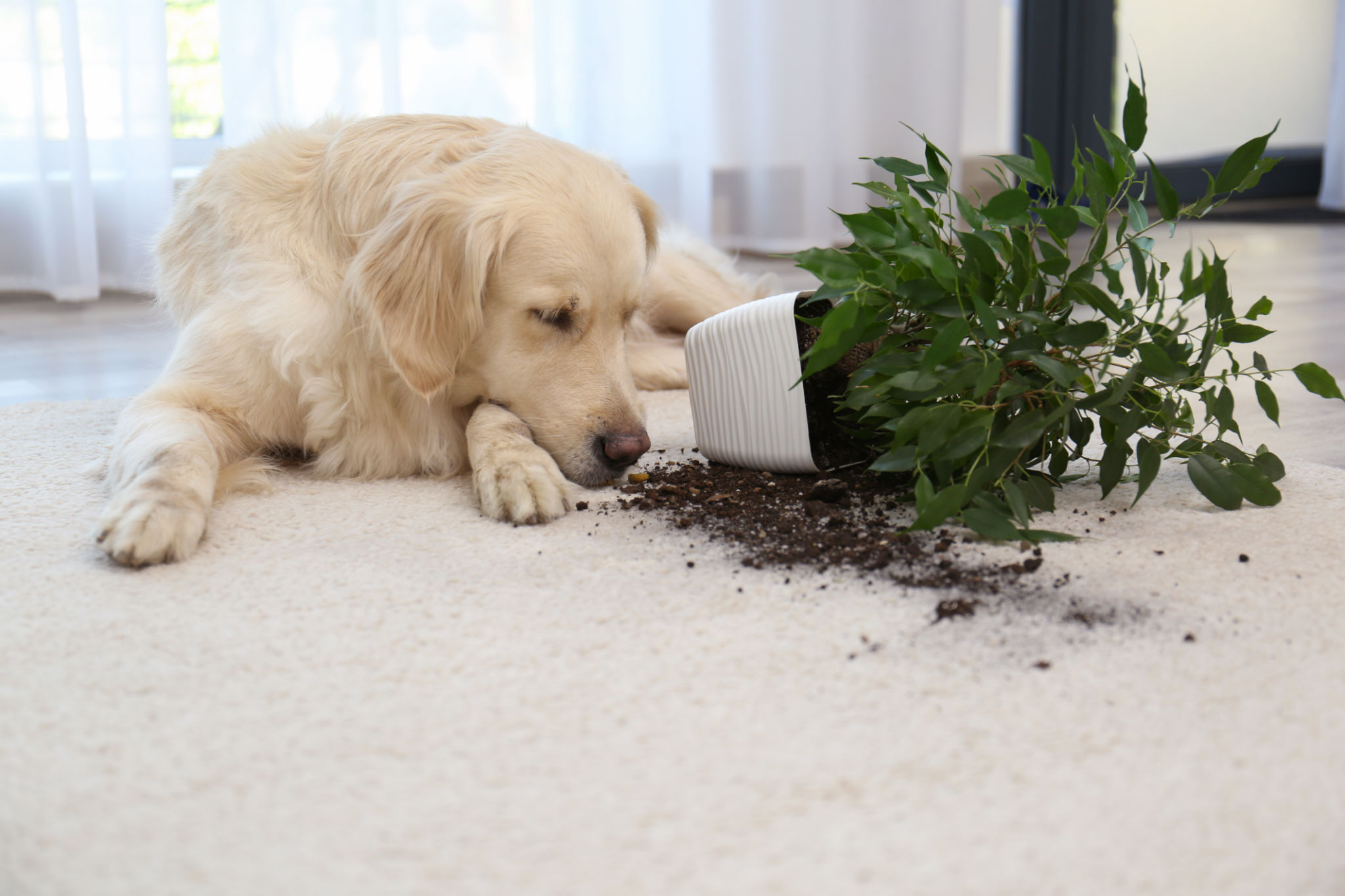 pet friendly carpet