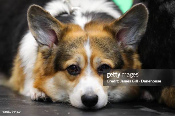 Pembroke Welsh Corgi is seen during Day Two at Crufts at National Exhibition Centre on March 11, 2022 in Birmingham, England.