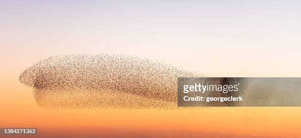 large starling murmuration - starlings flock stock pictures, royalty-free photos & images