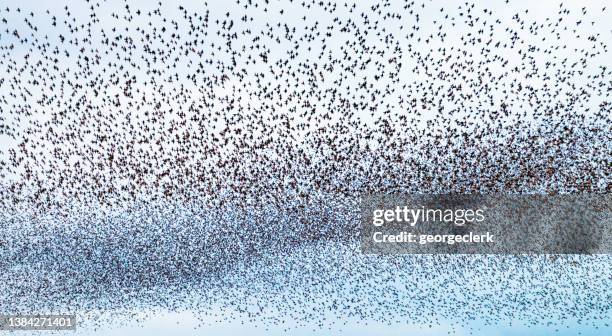 sky thick with starlings - large group of animals stock pictures, royalty-free photos & images