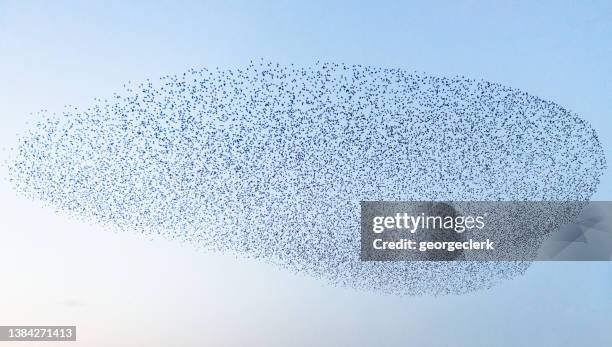 starling murmuration - herd stockfoto's en -beelden