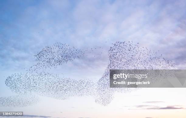 murmuration of starlings - starlings flock stock pictures, royalty-free photos & images