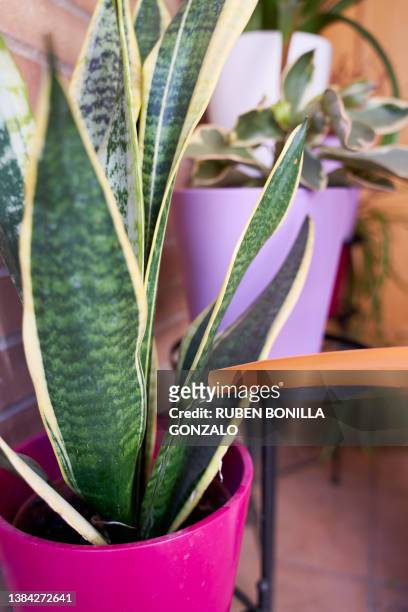 person watering green plant called sansevieria trifasciata with watering can at home. garden concept. - sansevieria ストックフォトと画像