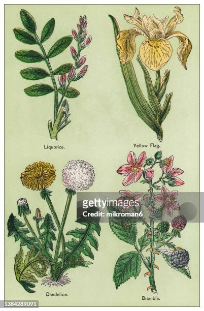 old chromolithograph illustration of medical plants - licorice flower stock pictures, royalty-free photos & images