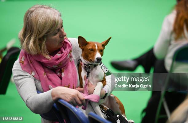 Basenji dog on day two of Crufts 2022 at National Exhibition Centre on March 11, 2022 in Birmingham, England. Crufts returns this year after it was...