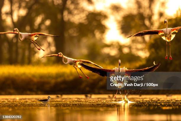 greater flamingo in golden hour,close-up of birds flying over lake - greater flamingo stock-fotos und bilder