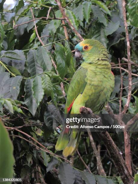 papagaio do futuro,close-up of amazon parakeet perching on branch - papagaio stockfoto's en -beelden