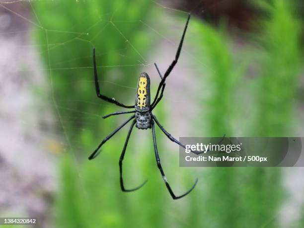 northern golden ball weaver spider up close - orb web spider stock pictures, royalty-free photos & images