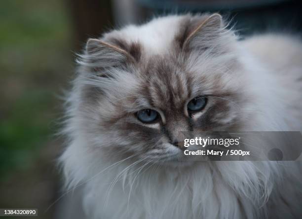 close-up portrait of cat - siberian cat stock pictures, royalty-free photos & images