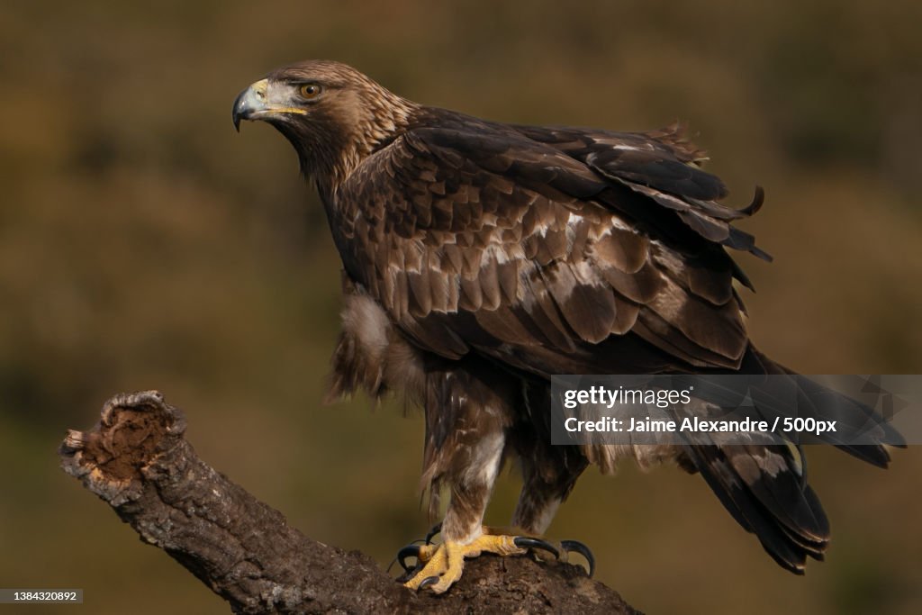 Guia real Aquila chrysaetos,Close-up of golden white perching on branch,Estremadura,Spain