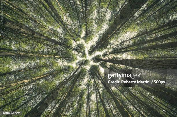 point of view,low angle view of trees in forest,reggio calabria,italy - bamboo forest stock-fotos und bilder