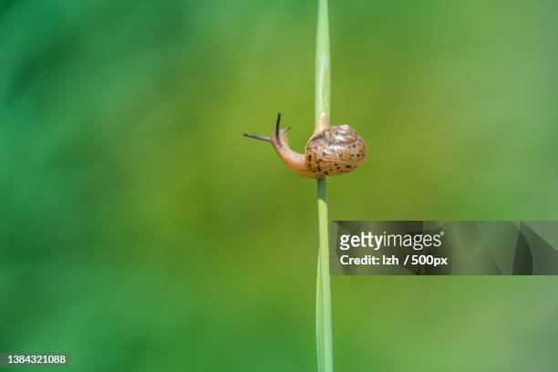 snail,close-up of snail on plant - slimed stock pictures, royalty-free photos & images