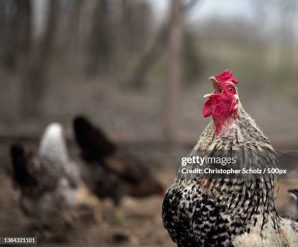 good morning ladies,close-up of rooster on land,barry,texas,united states,usa - cock stock-fotos und bilder