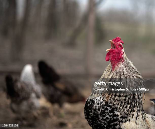 good morning ladies,close-up of rooster on land,barry,texas,united states,usa - cockerel stock pictures, royalty-free photos & images