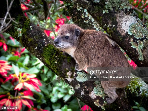 hyrax pointsettia,close-up of koala on tree trunk,nairobi,kenya - tree hyrax stock pictures, royalty-free photos & images