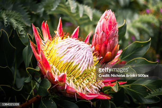 king protea,close-up of pink flowering plant,cape town,south africa - protea stock pictures, royalty-free photos & images