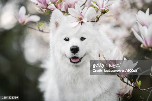 close-up of white samoyed,poland - cute samoyed puppies stock pictures, royalty-free photos & images
