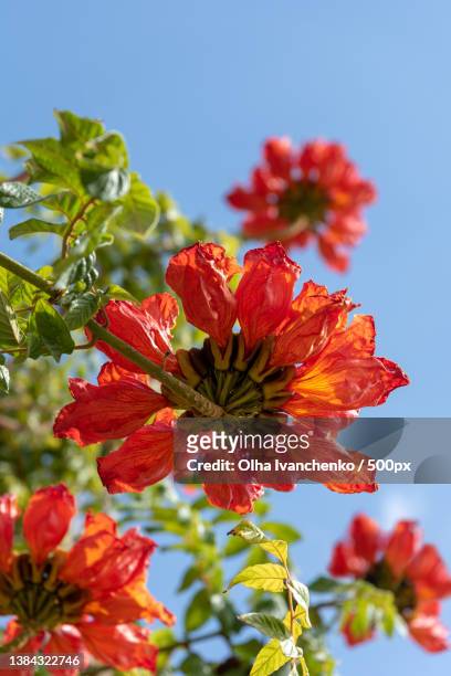 gorgeous bright red flowers of african tulip tree or fire bell - african tulip tree stock pictures, royalty-free photos & images
