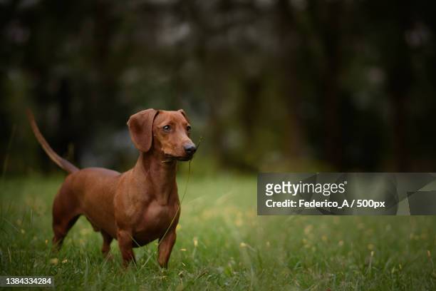 cute dog playing on grass,buenos aires,argentina - teckel fotografías e imágenes de stock